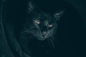 De zwarte kat als ongeluksbrenger